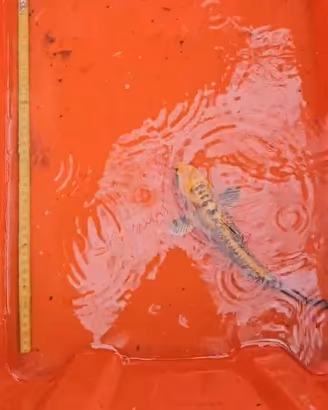 Carpe koi