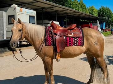 Cavallo quarter castrone