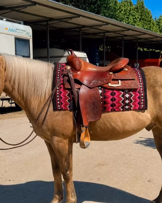 Cavallo quarter castrone