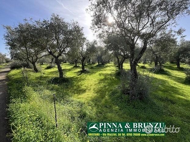 Oristano - ULIVETO 1.000 piante FORTE RIBASSO - Altro
