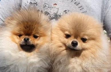 Spitz nano pomerania tutti i colori