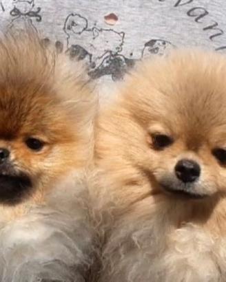 Spitz nano pomerania tutti i colori