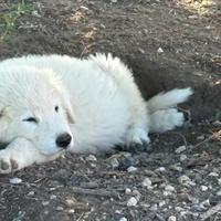 Cuccioli pastore maremmano abruzzese