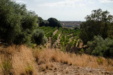 Terreno agricolo 26 ettari