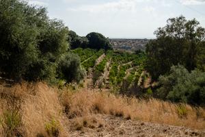 Terreno agrumeto 26 ettari