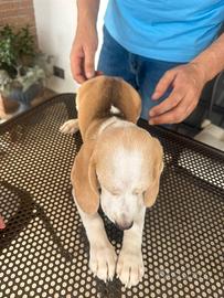 Beagle