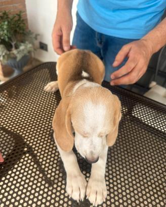 Beagle