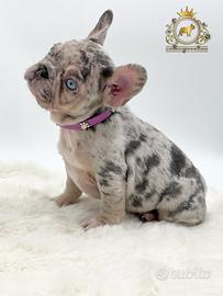 Sublime principessina bulldog francese Lilac merle
