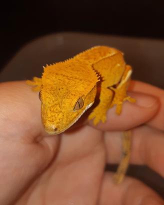 Geco Correlophus ciliatus baby