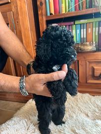 Barboncino nero toy