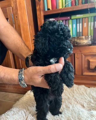 Barboncino nero toy
