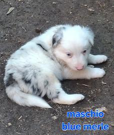 Cuccioli Border Collie