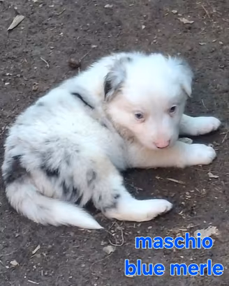 Cuccioli Border Collie