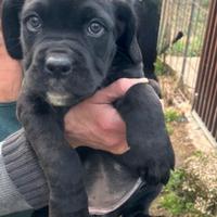 3 Cucciole Cane Corso - Provincia di Roma