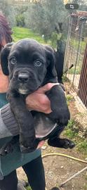 3 Cucciole Cane Corso - Provincia di Roma