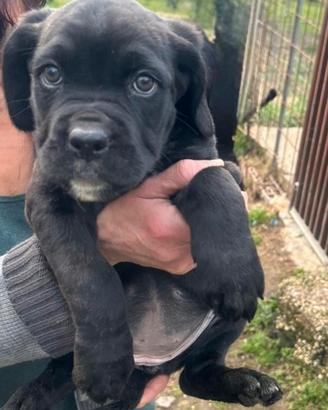 3 Cucciole Cane Corso - Provincia di Roma