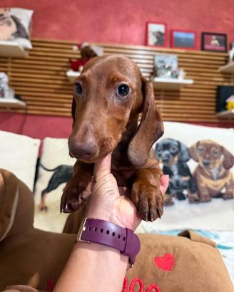 Bassotto tedesco nano kaninchen con pedigree ENCI