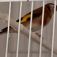 Cardellina bruna taglia piccola 2025 esubero