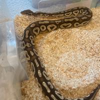 Pitone reale Maschio