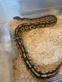 Pitone reale Maschio