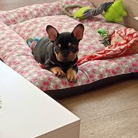 Cucciola buldog francese di mesi 3 colori black