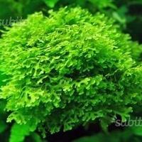 Pacchetto muschi x acquari con caridine o aquascap