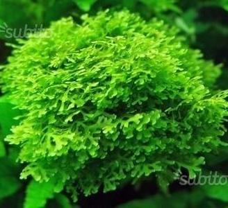 Pacchetto muschi x acquari con caridine o aquascap