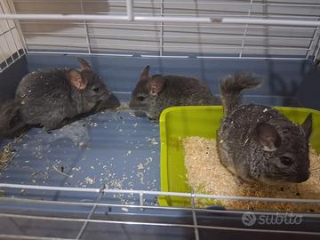3 Cincillá