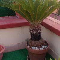 cycas