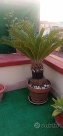 cycas