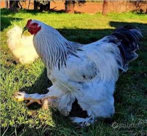 Gallo Brahma Columbia