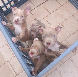 American bully cuccioli