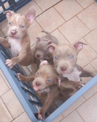American bully cuccioli