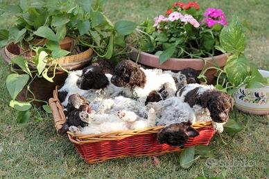 Cuccioli Lagotto Romagnolo con PEDIGREE ROI