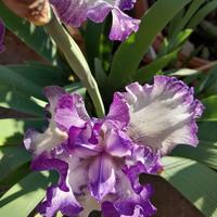 IRIS HOWARD WEED