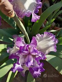 IRIS HOWARD WEED