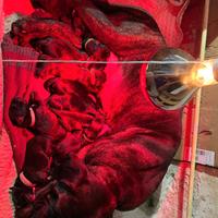 Cuccioli Cane Corso Italiano