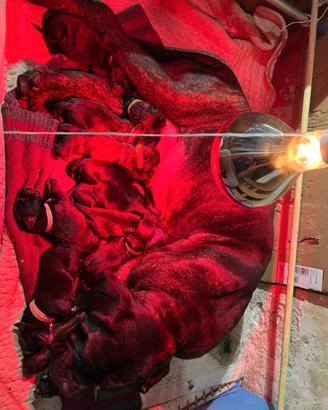 Cuccioli Cane Corso Italiano