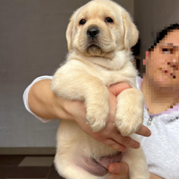 Ciccioli di labrador con pedigree