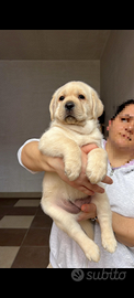 Ciccioli di labrador con pedigree