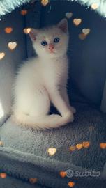 Cuccioli Scottish Fold/Straight a Padova