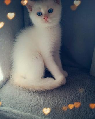 Cuccioli Scottish Fold/Straight a Padova