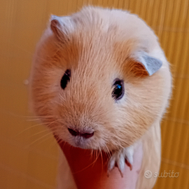 Porcellino d india inglese 6 mesi