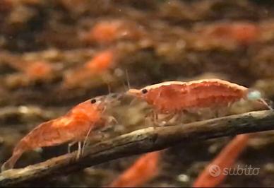 Lumache piante gamberetti red cherry caridine