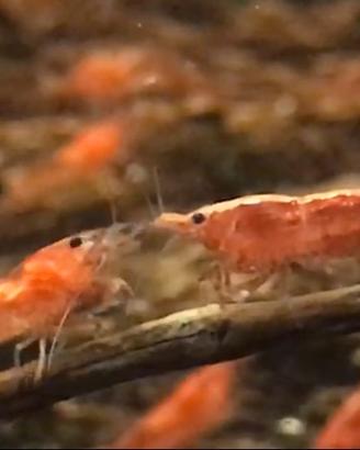 Lumache piante gamberetti red cherry caridine