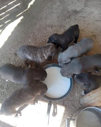 Cuccioli incrocio corso/pitbull