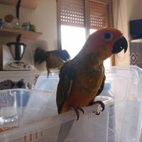 Pappagalli conuri del sole