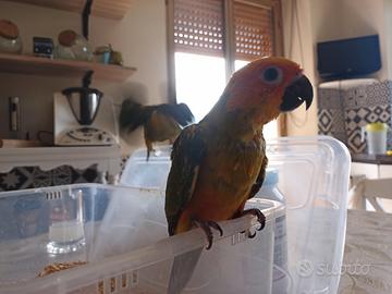 Pappagalli conuri del sole