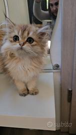 British golden Chinchilla