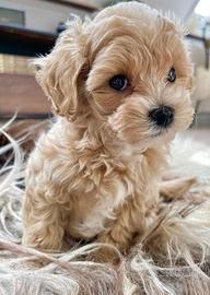 maltipoo cuccioli